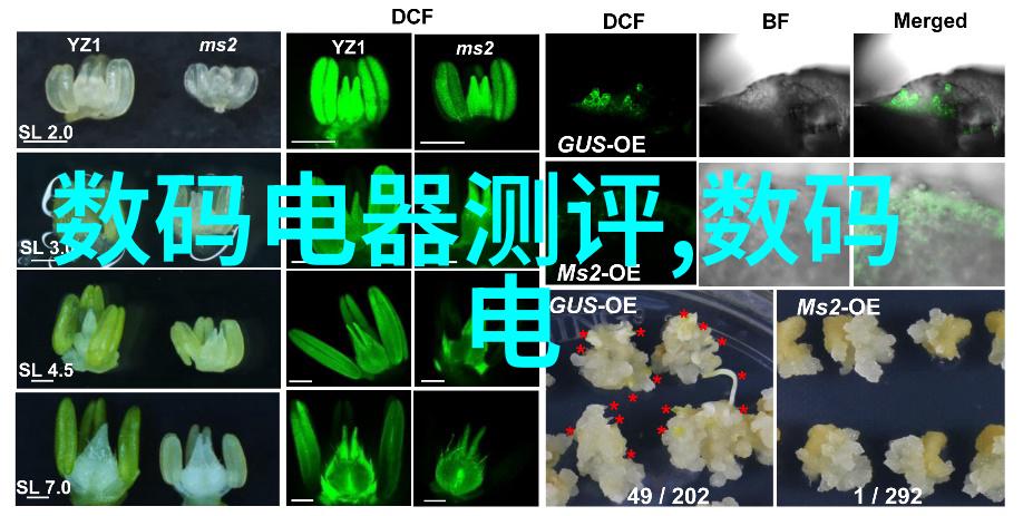 风流教师的教育哲学与教学实践