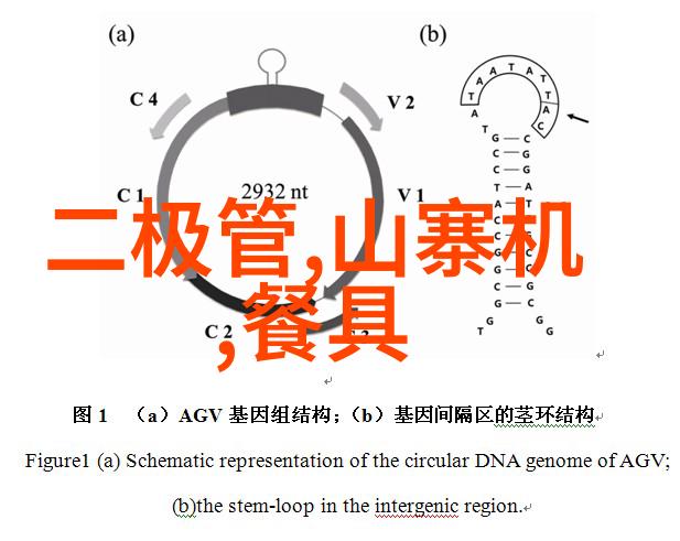 香槟玫瑰的秘密花语