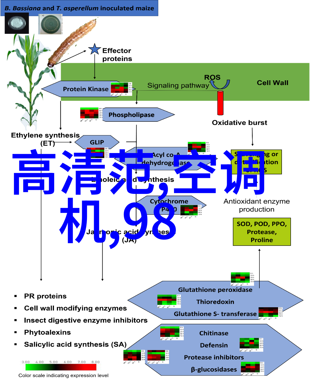 海棠花解读其在传统文化中的象征意义与诗意