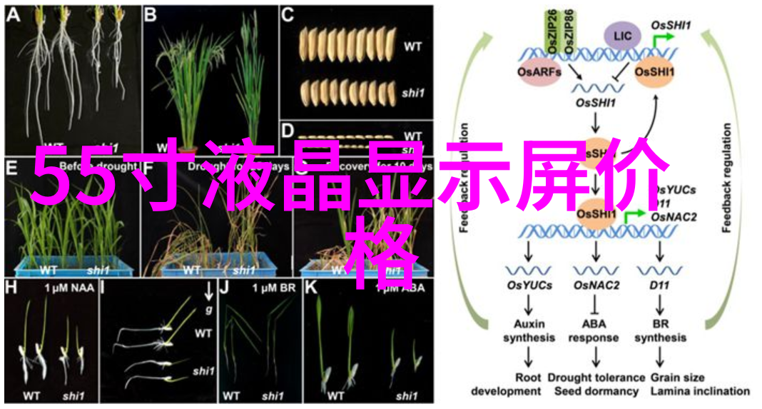 人才评估智慧之门开启新篇章