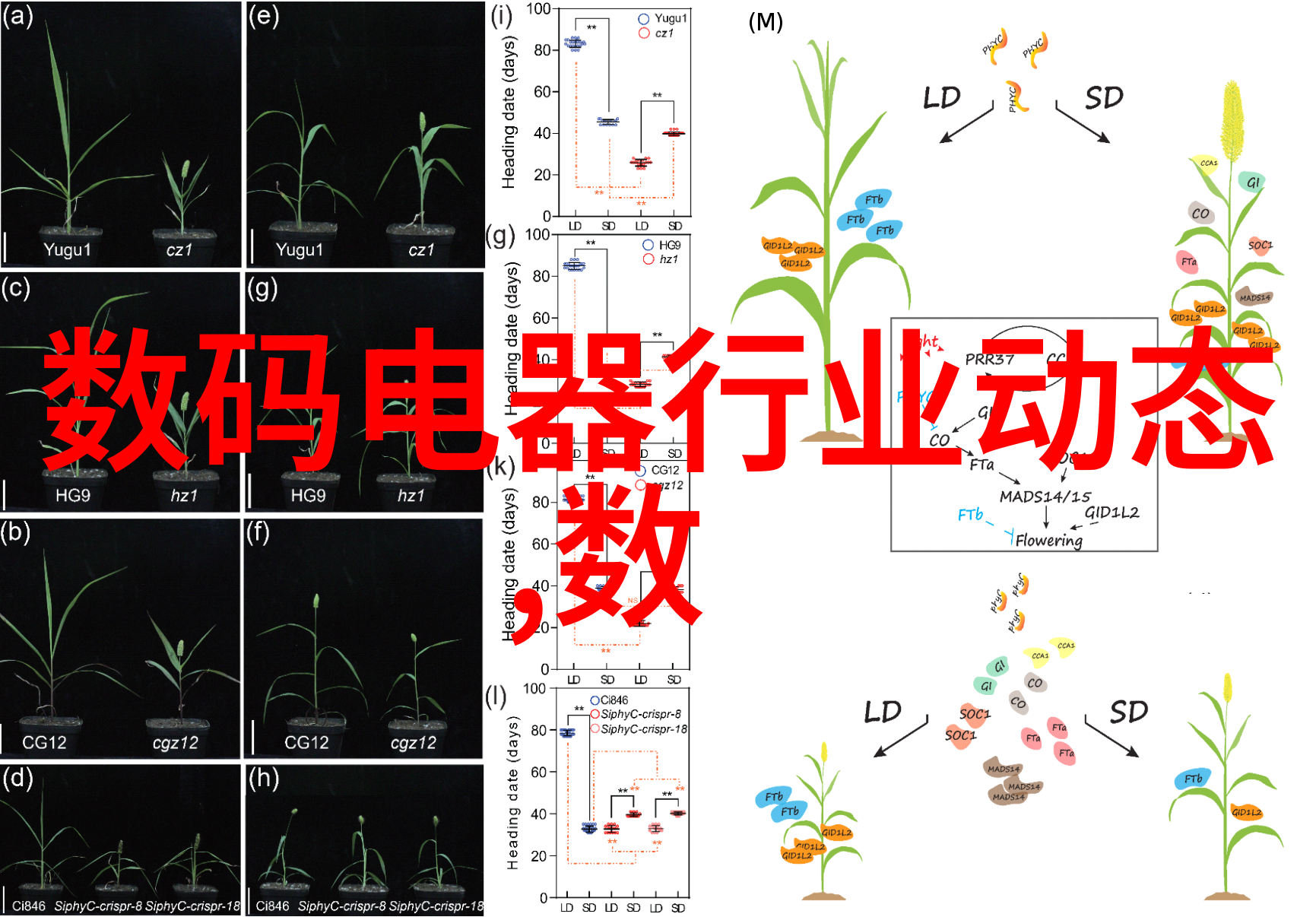 主材选购指南如何选择合适的建筑材料