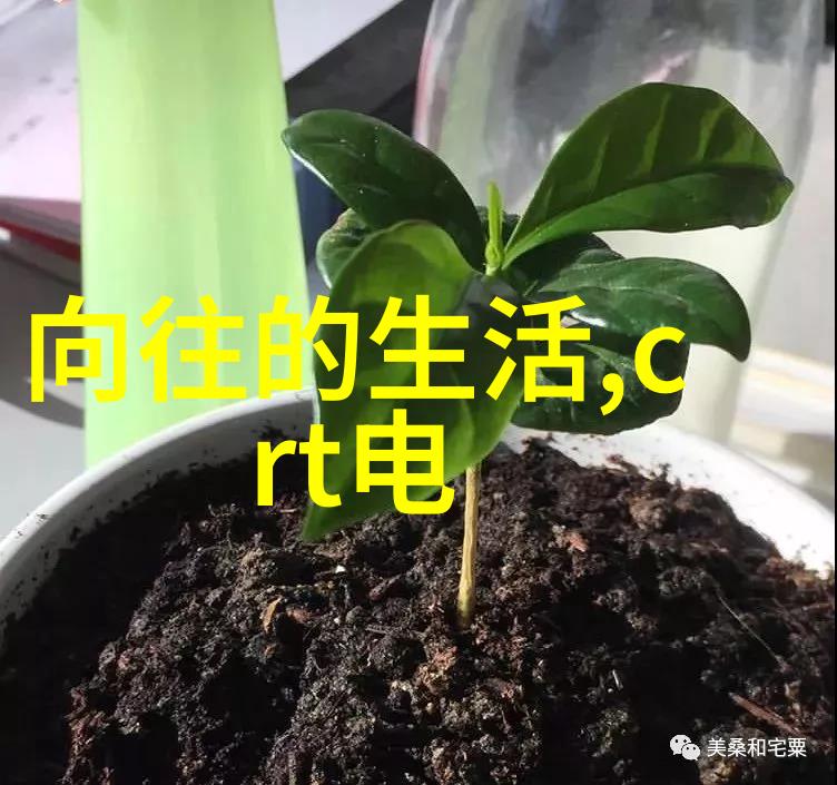 春日绽放的花语之谜水仙花的秘密语言