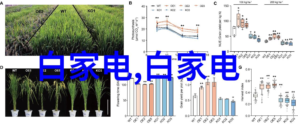 高压蒸汽灭菌器的使用-安全操作与效率提升策略