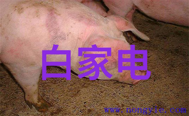 无缝娱乐体验探索最佳免费电视直播应用