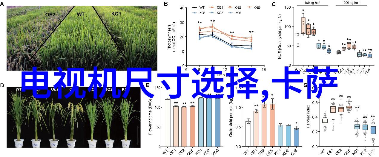 情仇姐妹大结局-逆袭与和解终极真相与永恒承诺